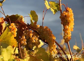 2025 წელს, ბოლო 30 წლის ყველაზე მაღალი, რეკორდული რაოდენობის ყურძნის მოსავალი დაფიქსირდა