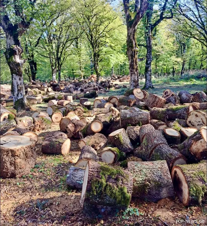 დაცულ ტერიტორიებზე ტყის გაჯანსაღების მიზნით, სანიტარული ჭრები მიმდინარეობს