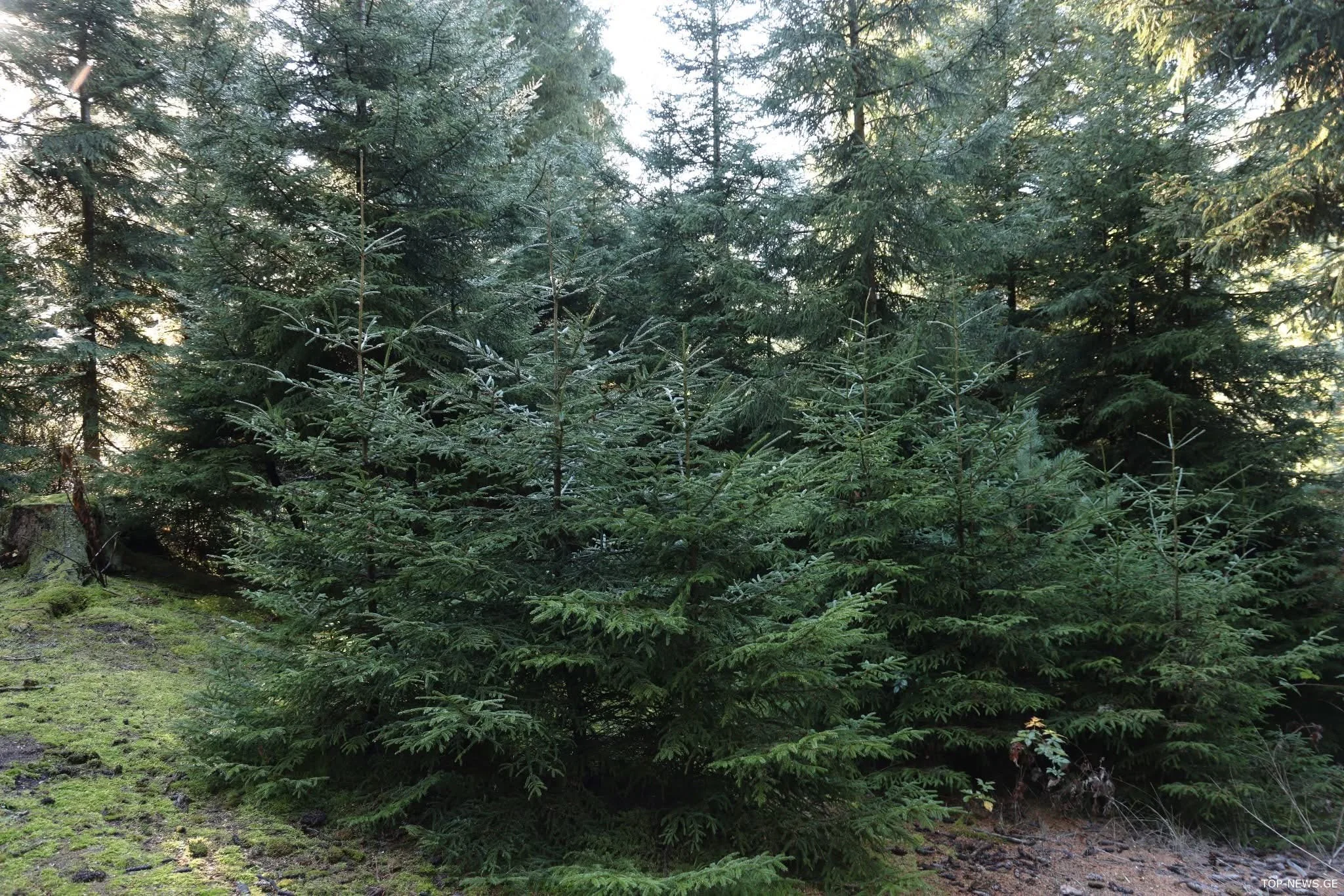 სატყეო სააგენტო მოქალაქეებს საახალწლოდ ხელოვნური ნაძვის ხეების გამოყენებისკენ მოუწოდებს