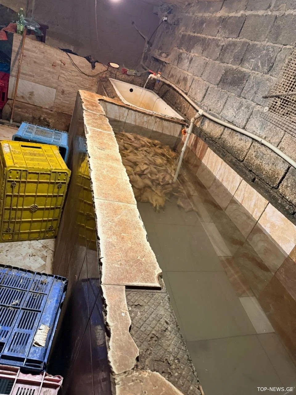 თერჯოლის სოფელში ფრინველთა არალეგალური სასაკლაო დალუქეს