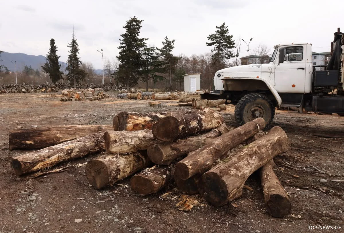 საჩხერეში ხე-ტყის უკანონო მოპოვების ფაქტი გამოავლინეს