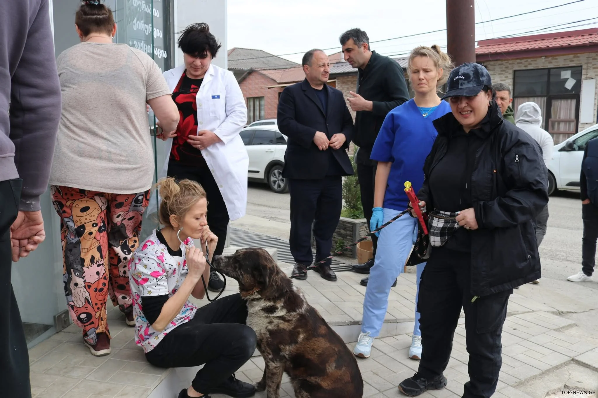 სამტრედიაში ცხოველების სტერილიზაცია-ვაქცინაციის კამპანია მიმდინარეობს