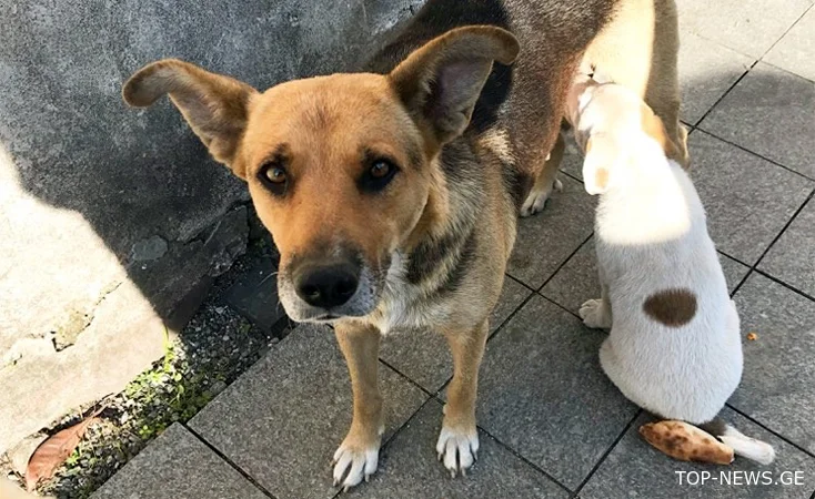 “სიმართლეს არ შეესაბამება გავრცელებული ინფორმაცია, თითქოს სურსათის ეროვნულ სააგენტოს მიუსაფარი  ძაღლები  „დასაძინებლად“ მიჰყავს”