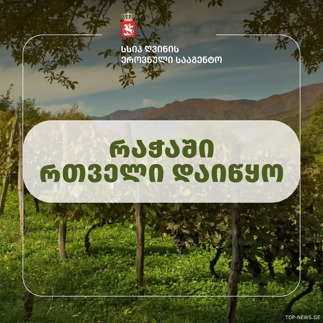 რთველი რაჭაში-რეგიონში 3 000 ტონა მოსავალს ელოდებიან