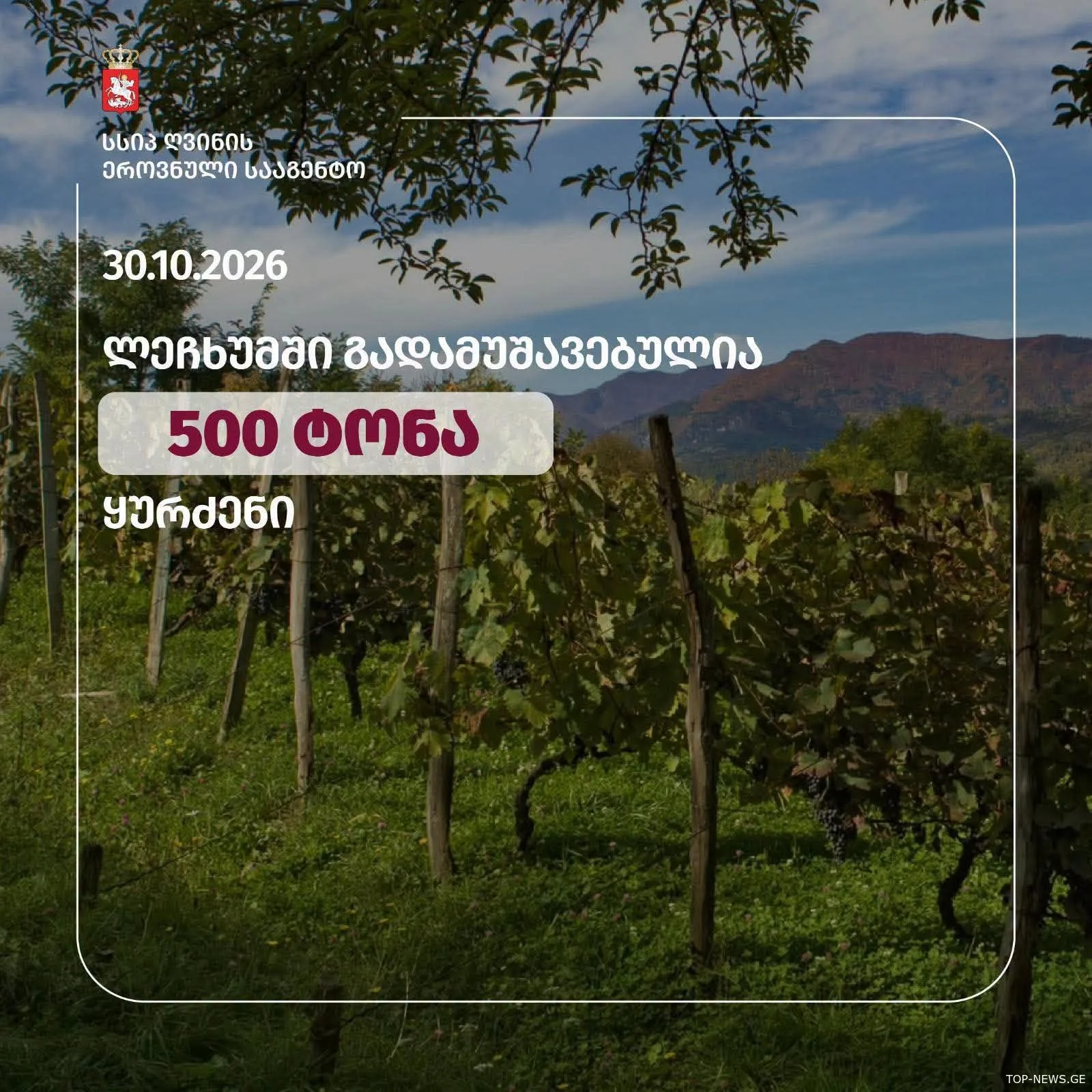 ლეჩხუმში 500 ტონამდე ყურძენი გადამუშავდა